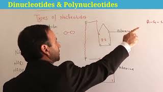 Dinucleotide  Polynucleotide  nucleic acid class 11 Biology  Biological Molecules [upl. by Nutsud479]