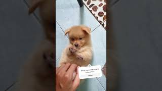 Skais Play time 🐶 pomeranian puppy dog cutepuppy cuteanimal cute [upl. by Eaver]