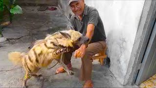 Cuban Man Has a Hyena Dog as Pet and No one Knows How It Got There [upl. by Ridley]