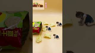 After eating these potato chips you owe 800 calories Stopmotion animation Its time to show [upl. by Nannerb]