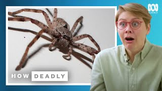 Huntsman spiders make Aussies scream but are they deadly  REACTION [upl. by Atem]