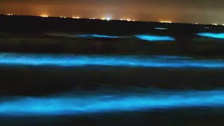 Bioluminescent algae called sea sparkle lights up beach near Galveston [upl. by Jezreel]