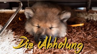 Wir holen unseren Welpen Akamaru ab 🐶 Eurasier 8 Wochen alt  Life of Akamaru 002 [upl. by Ettezoj]