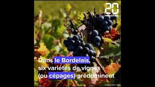 Vin Les six cépages phares du Bordelais [upl. by Ardme]