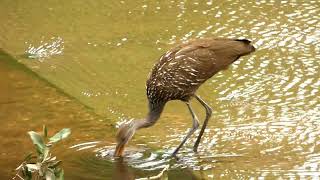 Dragonfly Limpkin Swifts Cattle Egret in Houston Texas [upl. by Babbie]