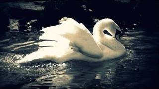 Tchaikovsky  Swan Lake Finale [upl. by Aniahs]