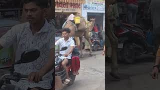 Camel In Ranchi Road 🐫 🐪 🐫 shortvideo [upl. by Richards]