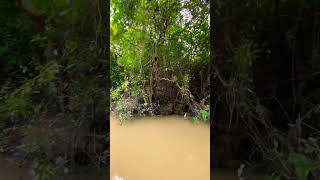 📍This is second largest swamp forest in Bangladesh🇧🇩🌲sylhet [upl. by Tniassuot204]