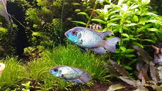 Electric Blue Acara Andinoacara pulcher [upl. by Ysnil821]