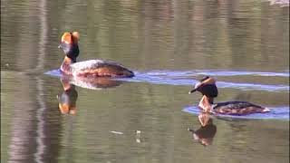 SVARTHAKEDOPPING Slavonian Grebe Podiceps auritus Klipp  3419 [upl. by Bourque]