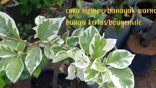 cara memperbanayak bunga bougenvile [upl. by Say982]