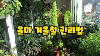 율마의 성장과 화분의 크기겨울 물주는법월동순따기How to care Goldcrest Wilma in winter [upl. by Naillij]