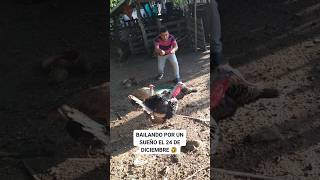 el PAVO quiere VIVIR 🤣 reelsviral humor virals [upl. by Nabala]