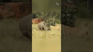 Rhino Defends Her Calf Against a Relentless Lion Pride [upl. by Reinke]