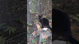 3 Black Cats creature walk [upl. by Yaron]