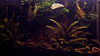 Blackwater Betta Setup  6 MONTHS LATER [upl. by Volny332]