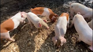 Picking Feeder Pigs [upl. by Orsola]