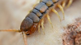 רבנדל ארסי  Megarian banded centipede Scolopendra cingulata [upl. by Carrington]