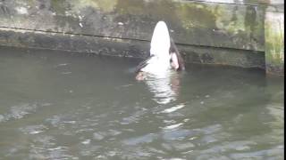 Otter attacks Greylag Goose on Norfolk Broads 2 [upl. by Leoline]