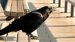 Vögel im Yellowstone Nationalpark  Corvus corax Kolkrabe Common Raven [upl. by Fee]