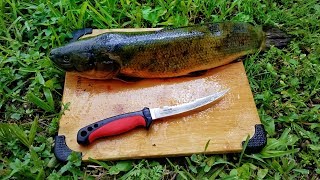 Catch And Cook Bowfin Mudfish Dogfish EXTREMELY SUPRISING OUTCOME [upl. by Nnyled]