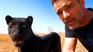 Black Leopards are CRAZY CATS  The Lion Whisperer [upl. by Supat]