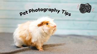 Small Pet Photography Tips You NEED to Know  Featuring Guinea Pigs [upl. by Andaira741]