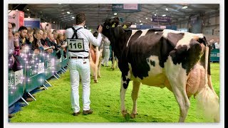 2017 Royal Ulster Winter Fair Senior Holstein Cows in milkJudge  Hank Van Exel USA4k video [upl. by Sara914]