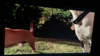 Beverly Hills chihuahua 3 Rosita saves Charlotte￼￼ [upl. by Yasdnil]