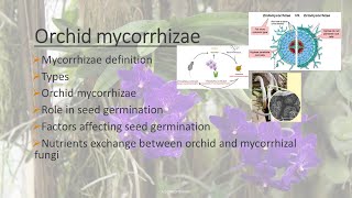 Mycorrhizal association with plants Orchid mycorrhizae  AZ Concepts guide [upl. by Treboh]