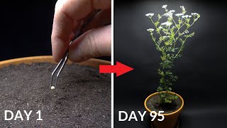 Growing CILANTRO Coriander Time Lapse  Seed To Flower [upl. by Lehte]