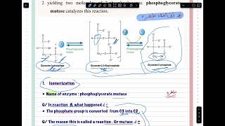 Metabolism of carbohydrates part two [upl. by Hopkins294]