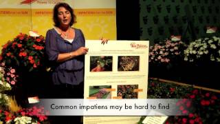 SunPatiens and how they can help Downy Mildew issue [upl. by Nohpets]