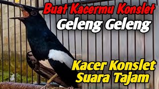 kacer konslet suara tajam vidio original untuk memancing kacer konslet [upl. by Nali]