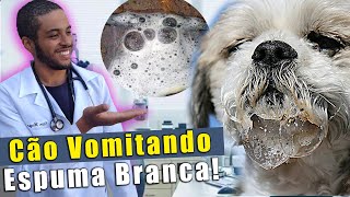 cachorro VOMITANDO ESPUMA BRANCA e não quer comer [upl. by Nylimaj]