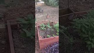 Raised Bed Gardens [upl. by Cosmo]