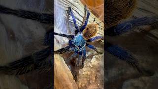 Greenbottle Blue TarantulaCcyaneopubescens tarantulasoftheworld spider shorts [upl. by Elumas]