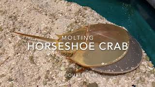 Molting Horseshoe Crab and Species Facts [upl. by Canica25]