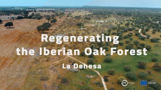 Regenerating the Iberian Oak Forests [upl. by Alden]