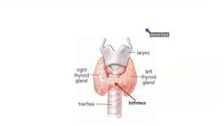 Anatomy of Thyroid and Parathyroid Glands  Dr Ahmed Farid [upl. by Halsey]