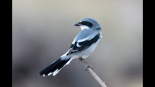 Loggerhead Shrikes Sever Spinal Cords and Impale Prey [upl. by Neitsabes877]