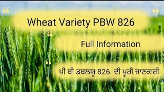 Wheat variety PBW 826 di full information  ਪੀ ਬੀ ਡਬਲਯੂ 826 ਦੀ ਪੂਰੀ ਜਾਣਕਾਰੀ  farming kisan wheat [upl. by Afaw]