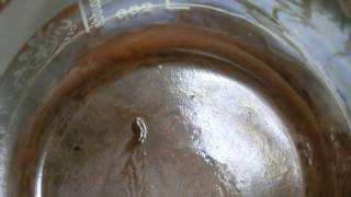 TEST 2 GOLD Leach with Iodine 2 [upl. by Asilahs]