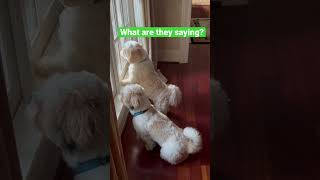 My cute Lhasa apso dog and brother barking [upl. by Annaeel]