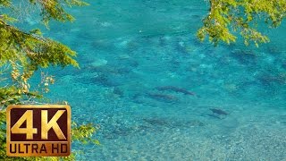 4K Relaxing Video  Crystal Clear River  3 Hours of Calming Birdsong amp Sound of Water [upl. by Dorolisa518]