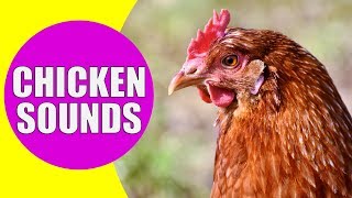 CHICKEN SOUNDS for Kids  Learn Clucking Sound Effects of Chickens and Hens [upl. by Berglund240]