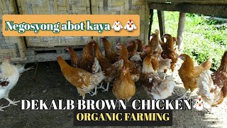 DEKALB BROWN CHICKENORGANIC FARMINGPWEDENG PANG NEGOSYO [upl. by Eilitan181]