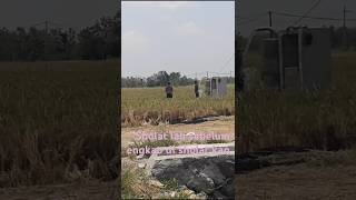 Sholat lah sebelum engkao di sholat kan nasehat sawah motivasihidup [upl. by Trinee]