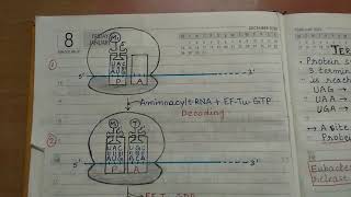 Translation in prokaryotes l part 2 l easy to learn l complete notes [upl. by Imoin474]