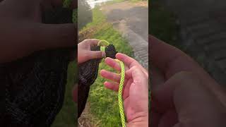 Absolutely the BEST and Easiest Camping Knot [upl. by Reginauld83]